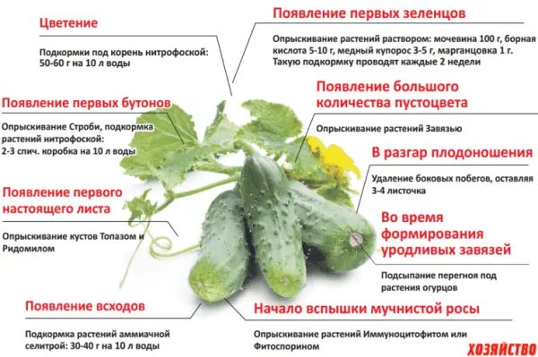 Огурцы в мешках выращивание пошагово