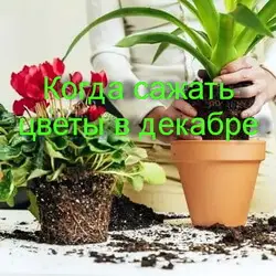 Когда сажать цветы в декабре 2021 благоприятные дни
