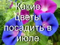 Какие цветы посадить в июле