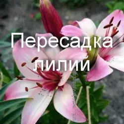 Пересадка лилий