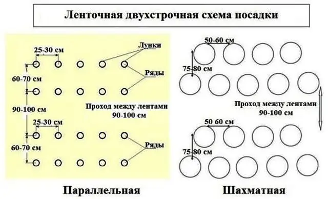 Посадка рассады помидор в открытый грунт