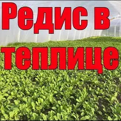 Редис в теплице