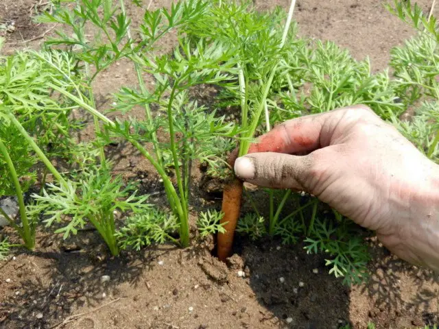 Прореживание моркови