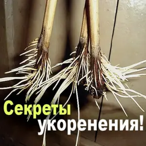 Секреты успешного укоренения черенков