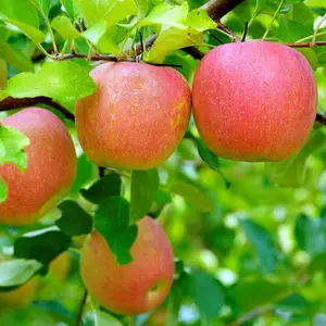 Как ухаживать за яблонями и грушами