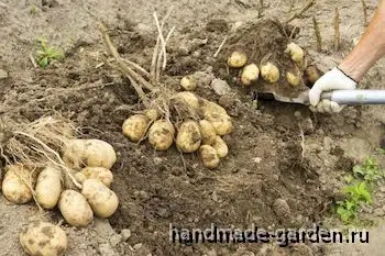 Когда можно&nbsp;выкапывать картофель