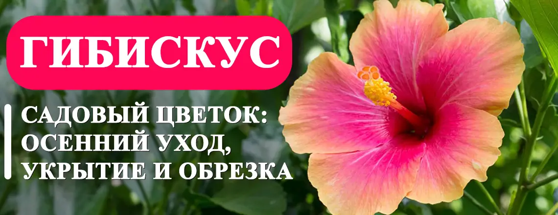 Пошаговая инструкция по подготовке гибискуса к зимовке Пошаговая инструкция по подготовке гибискуса к зимовке