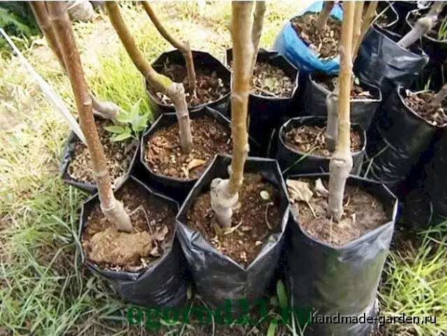 Сроки посадки в разных регионах Сроки посадки в разных регионах