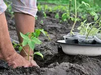 Какое должно быть расстояние между помидорами при посадке.