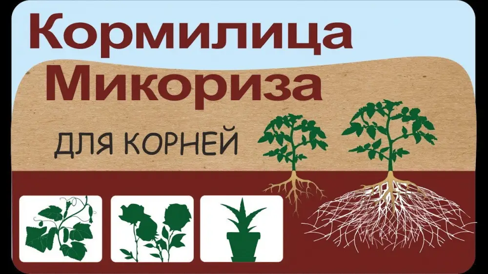 Микориза для туи: как использовать