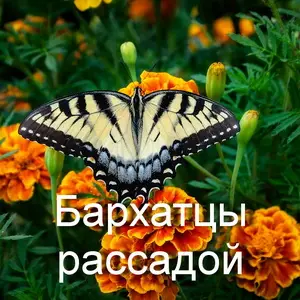 Бархатцы в мае: секреты успешного выращивания рассады