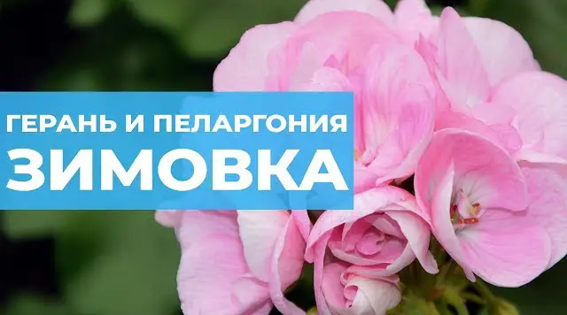 Как сохранить герань на зиму в горшках