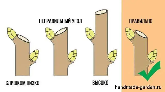 Правила обрезки однолетних саженцев яблони