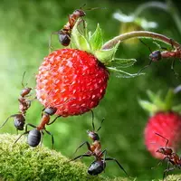 Муравьи для леса и дачных участков