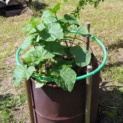 Выращивание огурцов в бочке 