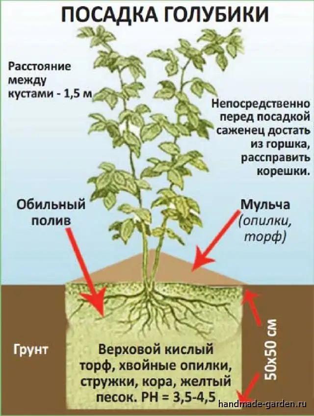 Нюансы выращивания голубики Нюансы выращивания голубики