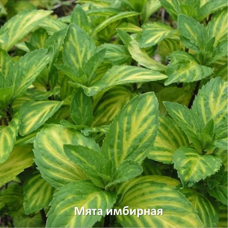 Лимонная мята Лимонная мята
