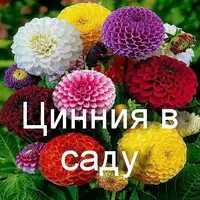 Выращивание циннии