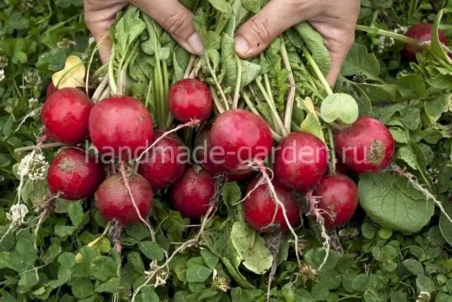 Болезни и вредители редиса Болезни и вредители редиса