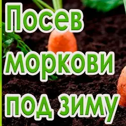 Посадка моркови под зиму 