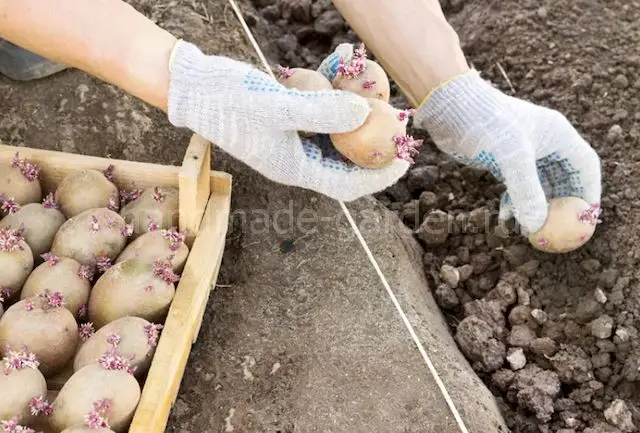 Сроки посадки картофеля по лунному календарю Сроки посадки картофеля по лунному календарю