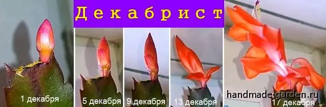 Уход за Декабристом после цветения Уход за Декабристом после цветения