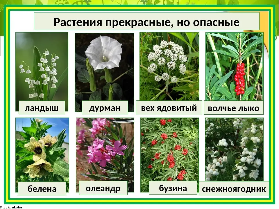 Неожиданно ядовитые растения, которые могут появиться на вашей даче 