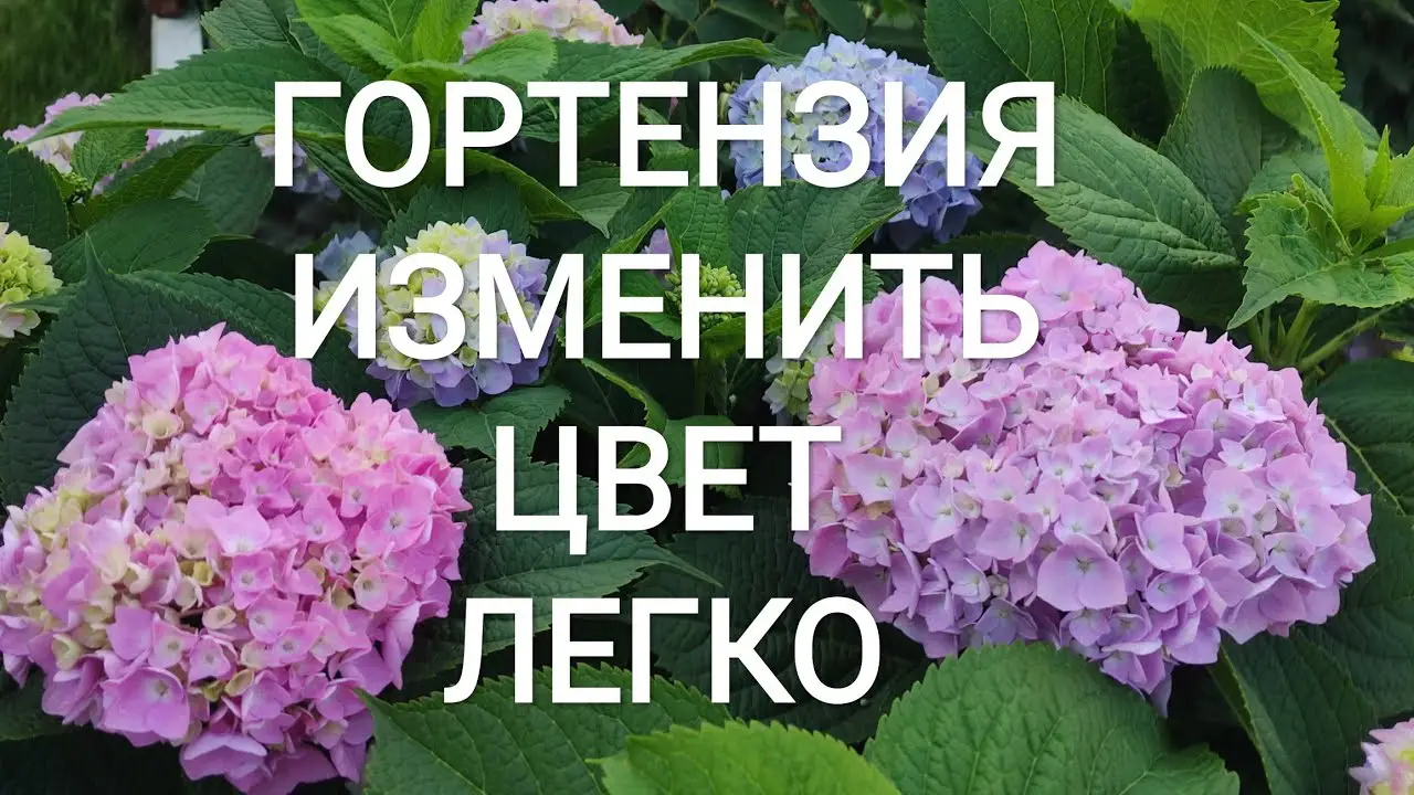 Цветы гортензии &ndash; время цветения и изменения цвета
