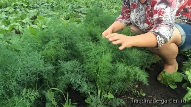 Секрет раскрыт, как вырастить сочный укроп без зонтиков Секрет раскрыт, как вырастить сочный укроп без зонтиков
