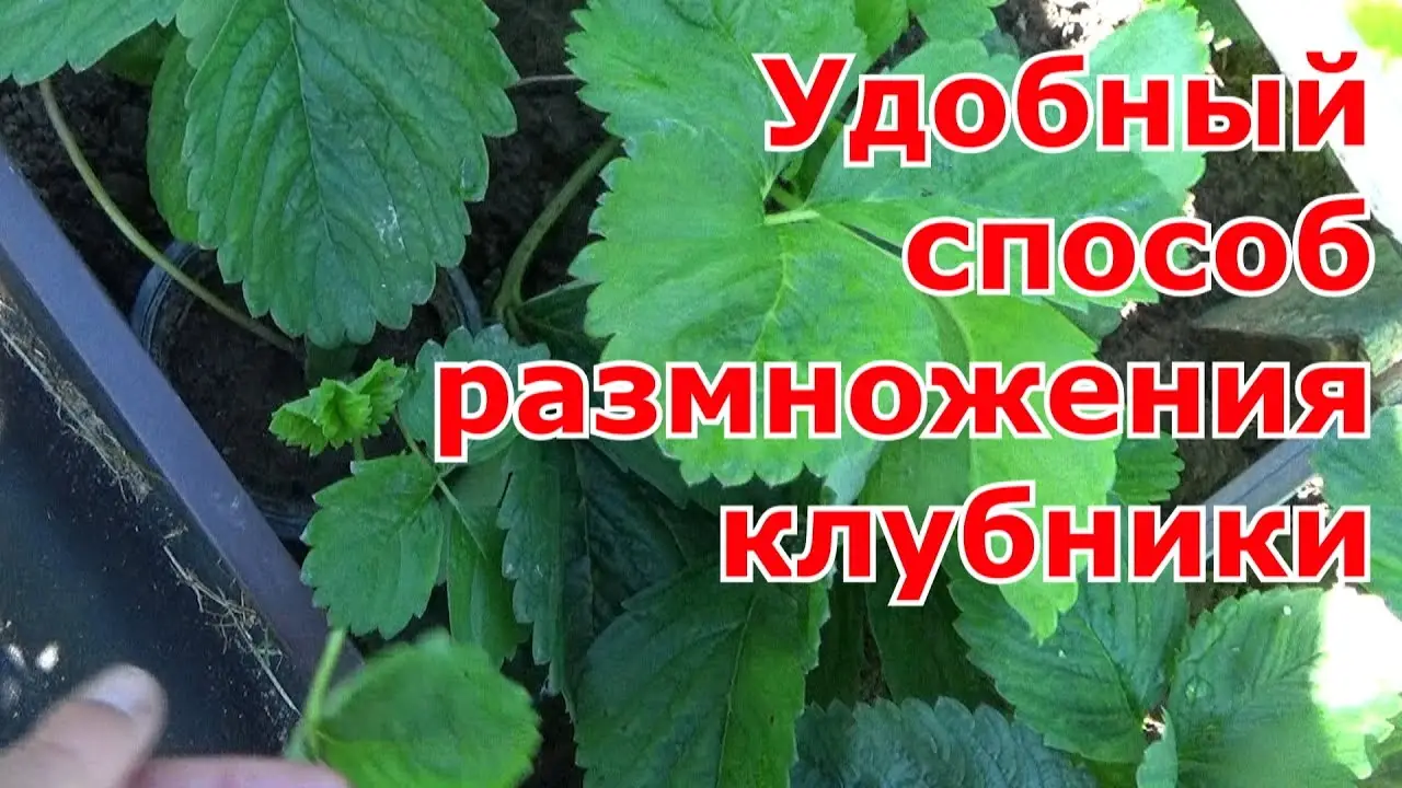 различные способы размножения клубники различные способы размножения клубники