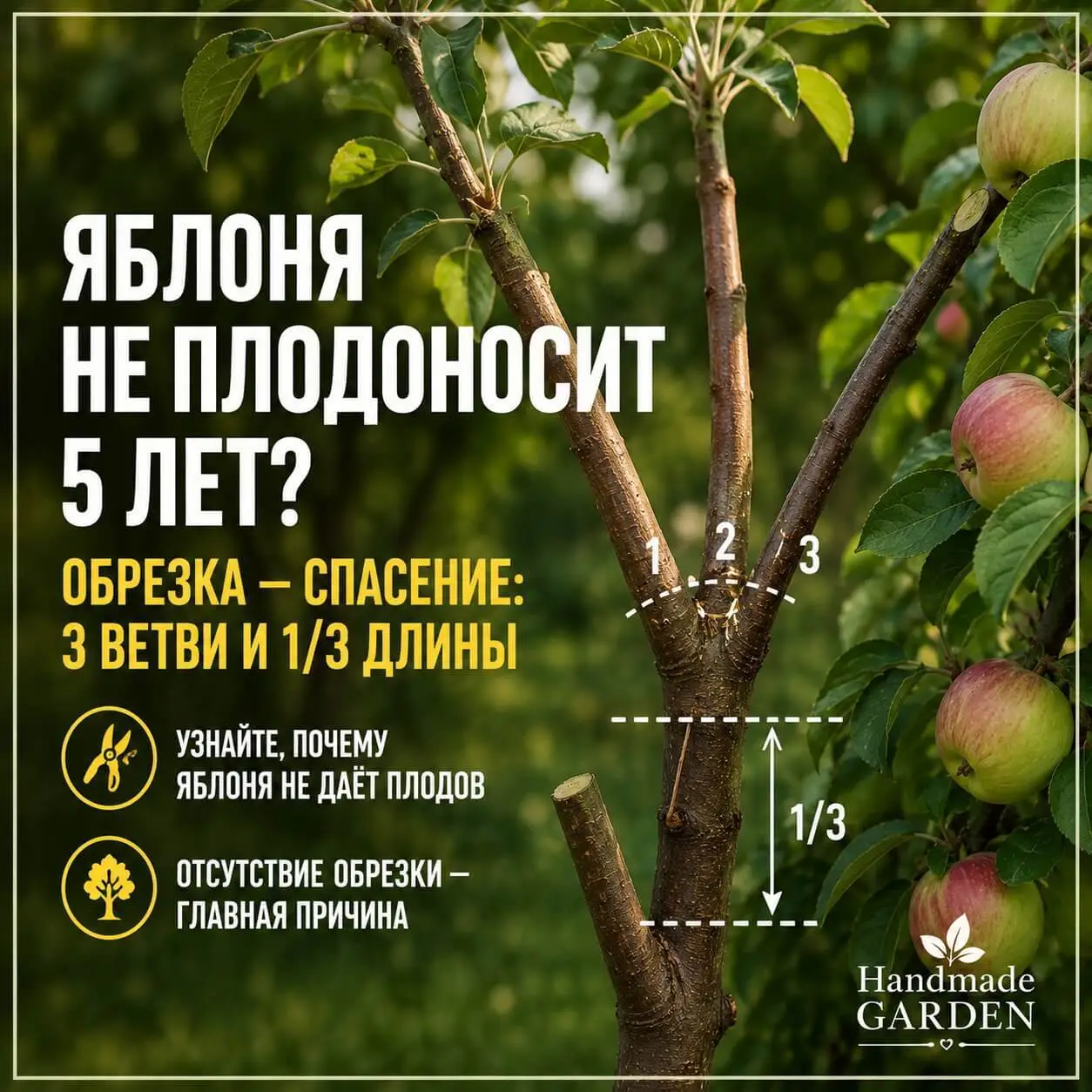Яблоня не плодоносит? Виновата не обрезка &mdash; а её отсутствие