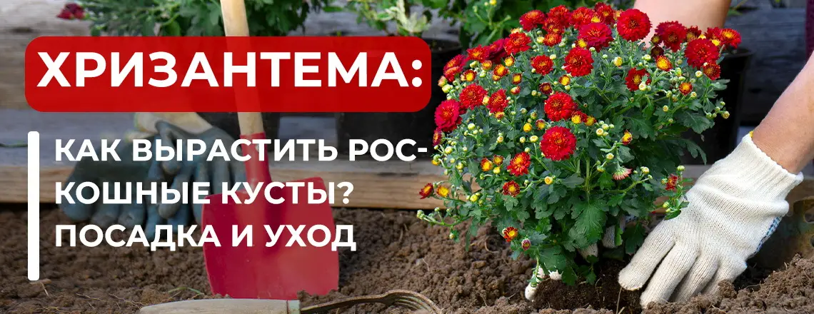 Формирование штамбовой хризантемы
