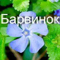 Неприхотливый почвопокровник барвинок