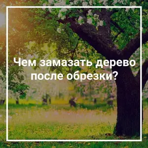 Раны после обрезки ветвей необходимо обрабатывать