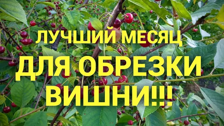 Как лучше формировать вишню?