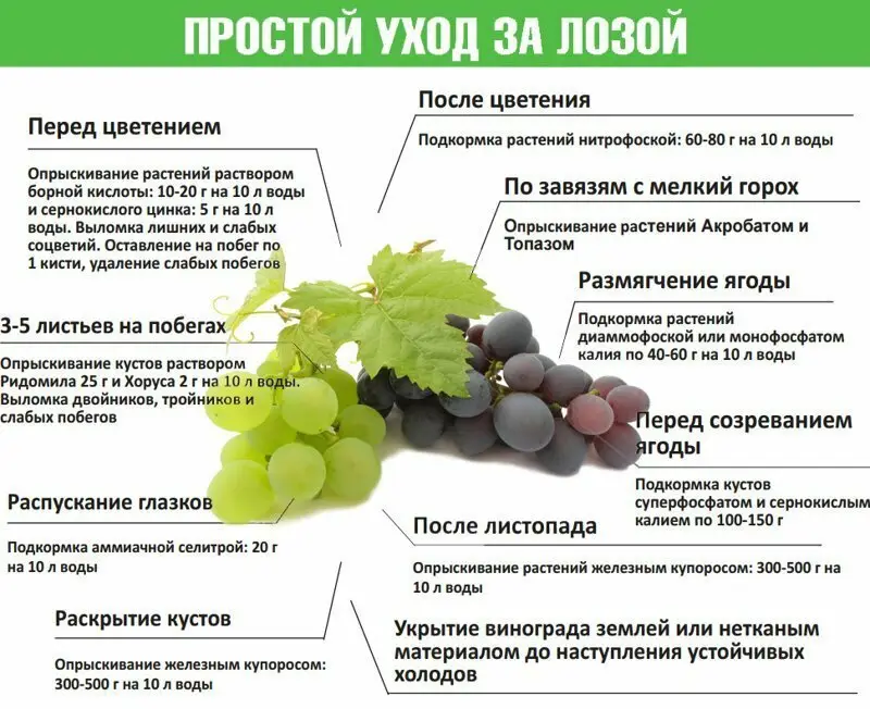Простой уход за лозой Простой уход за лозой