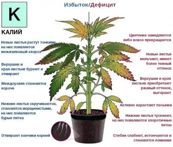КАК определить НЕХВАТКУ или избыток КАЛИЯ у растений (таблица симптомов) 