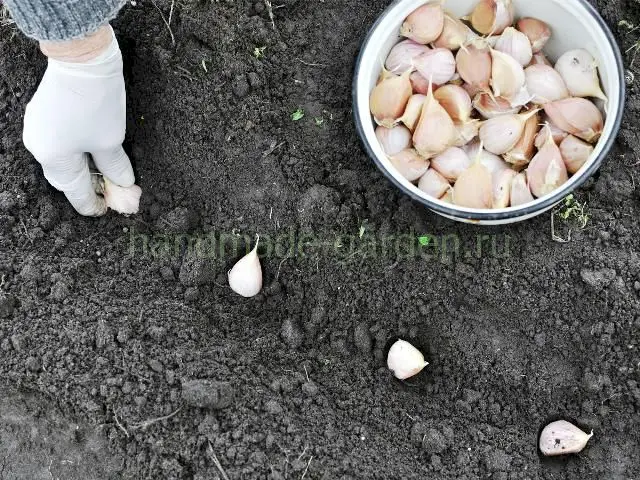 Когда сажать чеснок осенью