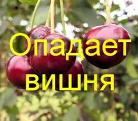 Опадает завязь вишни и черешни: причины