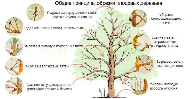 Популярные технологии и схемы обрезки яблонь Популярные технологии и схемы обрезки яблонь