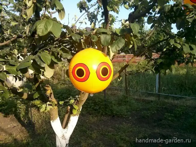 Как избавиться от дроздов на даче