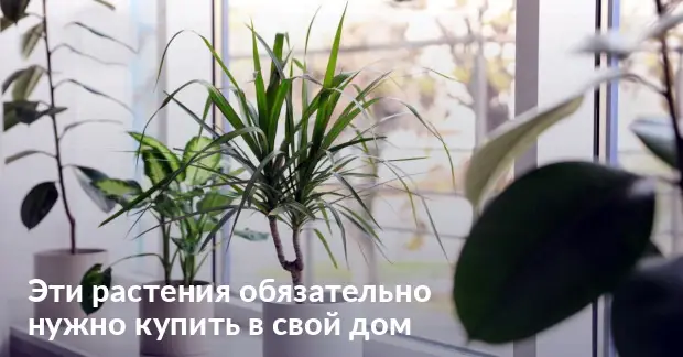 Какие комнатные растения нужно обязательно держать в доме Какие комнатные растения нужно обязательно держать в доме