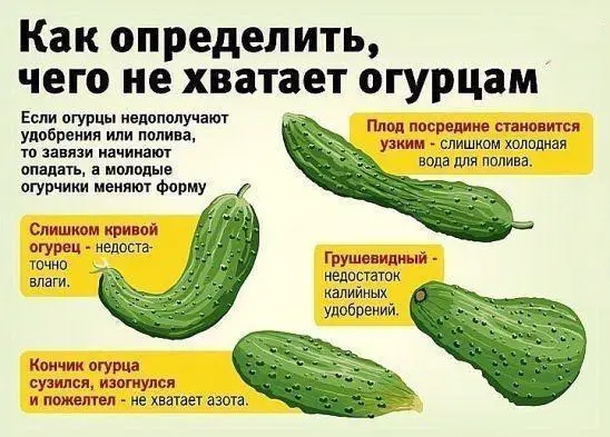 Как определить чего не хватает огурцам и чем их подкормить Как определить чего не хватает огурцам и чем их подкормить