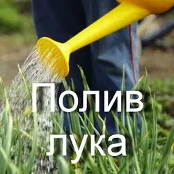Потребность лука в воде: как поливать лук на грядке