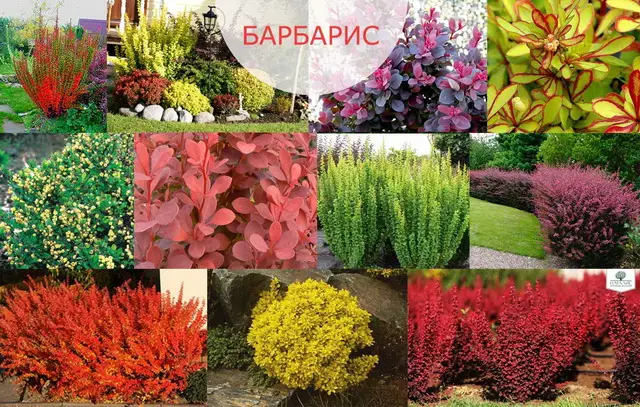 Как выбрать и купить хорошие саженцы декоративных растений Как выбрать и купить хорошие саженцы декоративных растений для сада