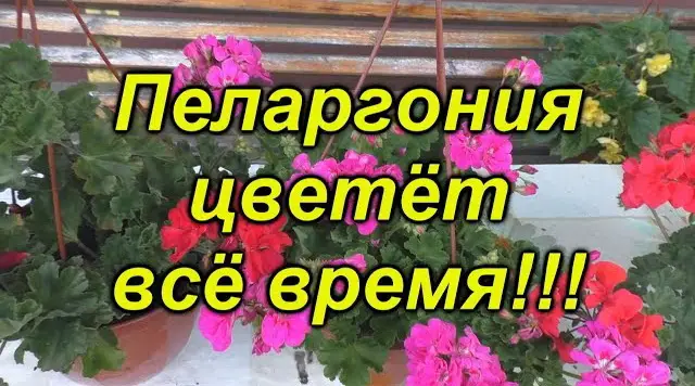 Как ухаживать за геранью, чтобы она цвела
