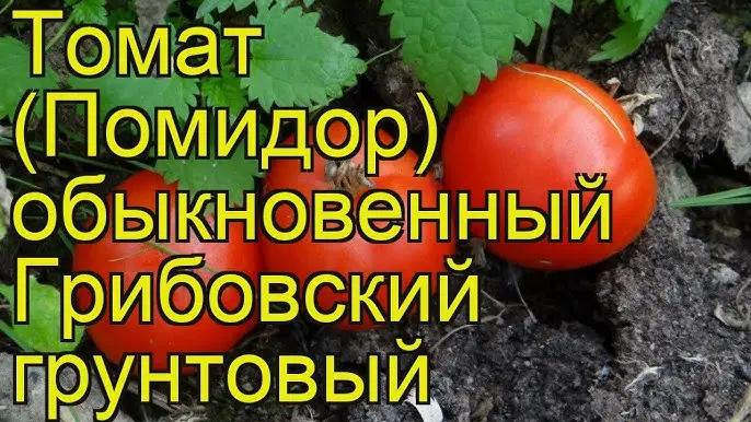 Томат обыкновенный Грибовский грунтовый. Краткий обзор, описание характеристик Томат обыкновенный Грибовский грунтовый. Краткий обзор, описание характеристик