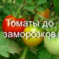 Как продлить жизнь томатов до самых заморозков