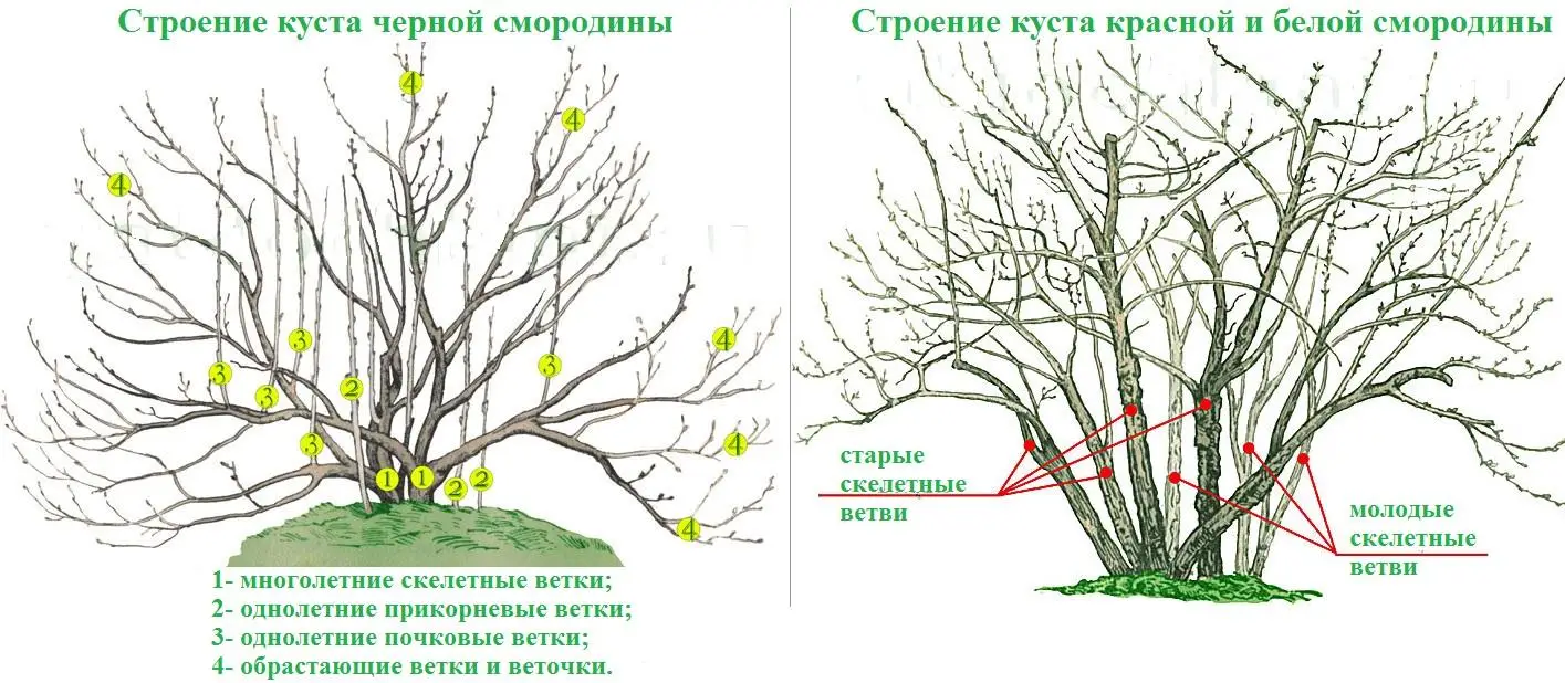 Куст смородины Куст смородины