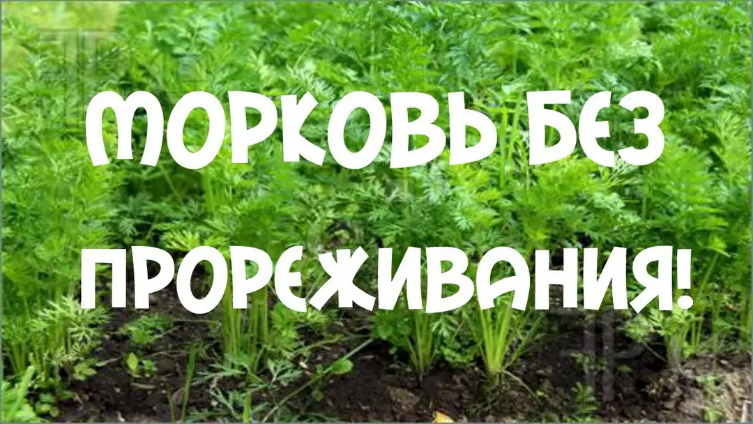 Выращиваем морковь в лотках Выращиваем морковь в лотках